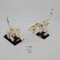 21320 Dinosaur Fossils (U1) product image 1, provided for visual reference and product detail review